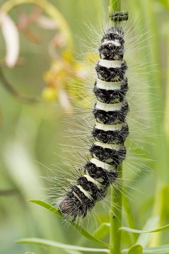 Simyra dentinosa